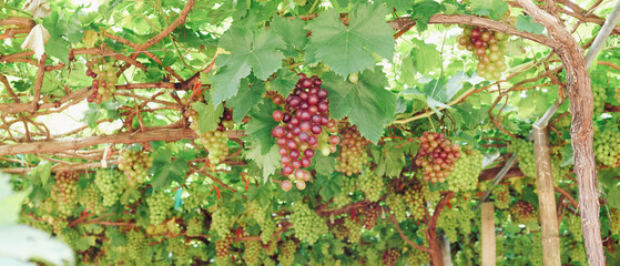 Red ripe grapes with green grape leaves growing on grapevines in the vineyard ready to harvest.