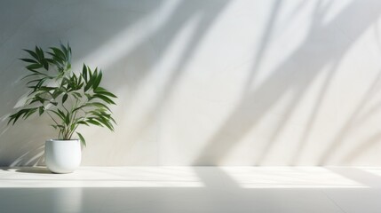 Green potted plant in sunlight, long shadows on a white wall.