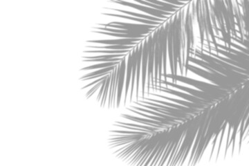 Palm Leaf Shadows on Transparent Background