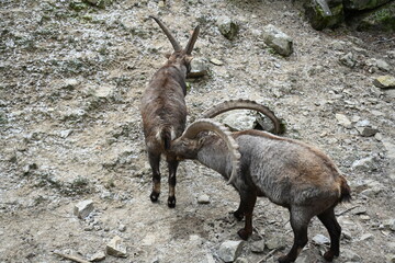Capricorn couple in the mountains