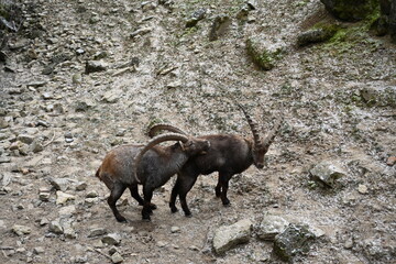 Capricorn couple in the mountains
