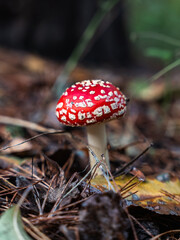 mushrooms in the forest in autumn
