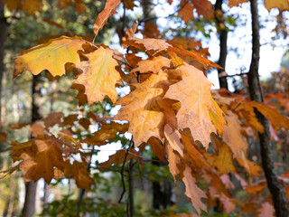 autumn leaf in the forest