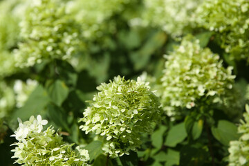 Blurred floral background, hydrangea flowers in the garden