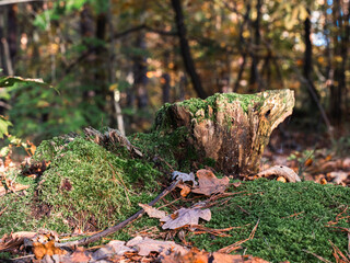stump covered with moss in the forest in autumn