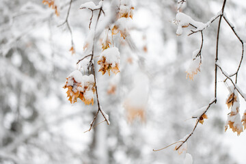 Winter landscape. Snow on tree branches with leaves in park .