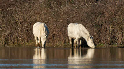 two white Camargue horses drinking water on a lagoon