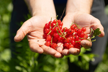 Hands holding ripe red currant berries with bright light