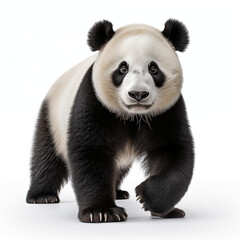 giant panda bear