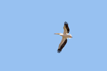 Fototapeta na wymiar Great white pelican, pelecanus onocrotalus, flying against a clear blue sky. Amboseli National Park, Kenya.
