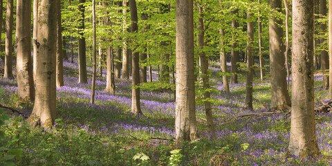 forest in spring, Hallerbos, Hallerforest