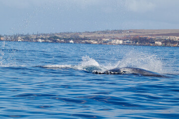 Whale splashing in front of Hawaiian Island