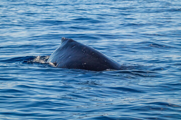 Fototapeta premium Whale splashing in front of Hawaiian Island