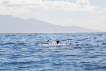 Fototapeta premium Whale splashing in front of Hawaiian Island
