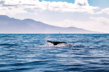 Whale splashing in front of Hawaiian Island