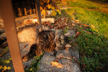 Maine-Coon Cat in the Beauty of Fall with Orange Leaves