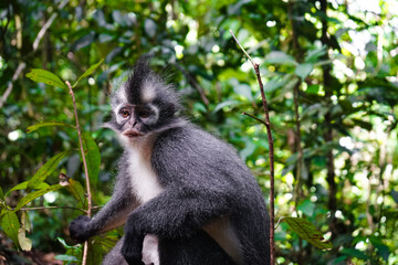 Thomas monkey posing in the trees of bukit lawang sumatra indonesia
