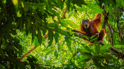 Orangutan sitting in a tree looking at the camera Buckie Lawanda Sumatra Indonesia portrait