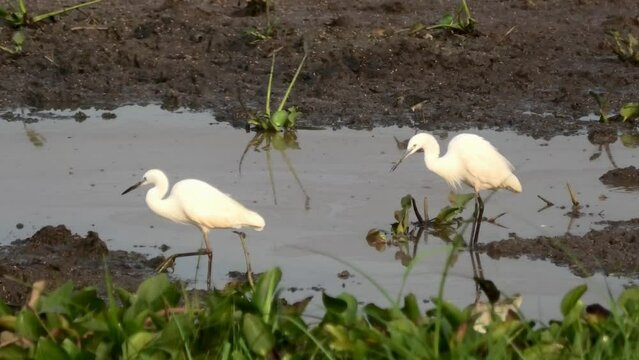 White egrets searching for food near the pond