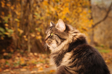 Naklejka na ściany i meble Maine-Coon Cat in the Beauty of Fall with Orange Leaves