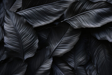 Obraz premium background black leaves, exotic, jungle