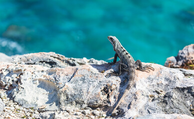Iguana lizard on a cliff above the sea on Isla Mujeres, Yucatan peninsula, Mexico. Close-up portrait