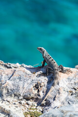 Iguana lizard on a cliff above the sea on Isla Mujeres, Yucatan peninsula, Mexico. Close-up portrait