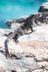 Iguana lizard on a cliff above the sea on Isla Mujeres, Yucatan peninsula, Mexico. Close-up portrait