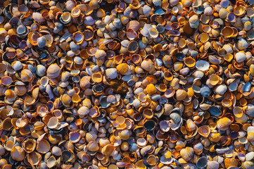Close-up of seashells lying near the ocean or sea on the shore. Uninhabited houses of sea animals