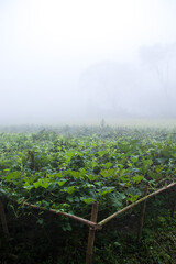 A densely foggy winter village morning