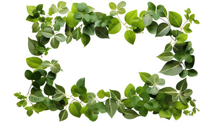 Fototapeta na wymiar green ivy leaves frame isolated against transparent background