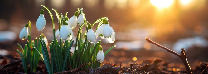 white snowdrop flowers bloom outdoors with sunlight bokeh background