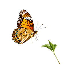 Beautiful butterfly isolated transparent white background,Generative Ai