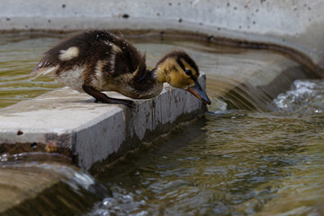 duckling is getting ready to jump