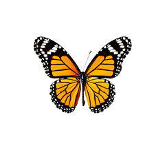 Beautiful butterfly isolated transparent white background,Generative Ai