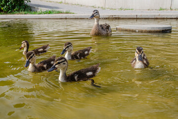 A duck with ducklings in the water
