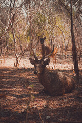 deer in the forest of komodo island indonesia