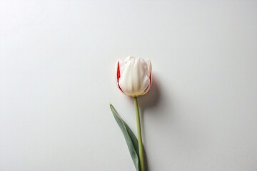 tulip on white background with copy space, spring flower banner