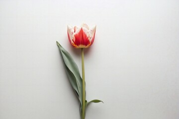 tulip on white background with copy space, spring flower