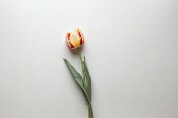 tulip on white background with copy space