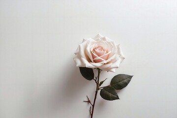 rose on white background with copy space