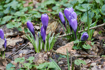 Crocus , fleur printani&egrave;re .