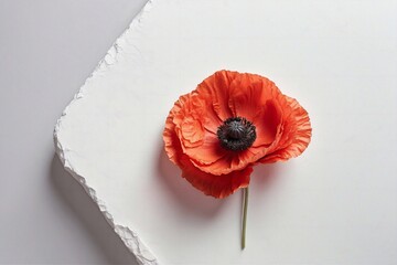 red poppy flower bloom on white backdrop with copy space