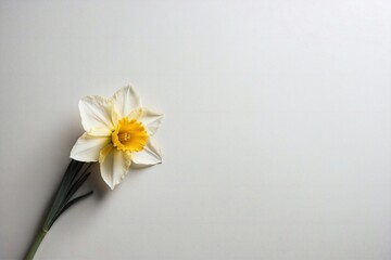 daffodil flower with stem on white backdrop with copy space