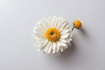 Chrysanthemum flower on white backdrop with copy space