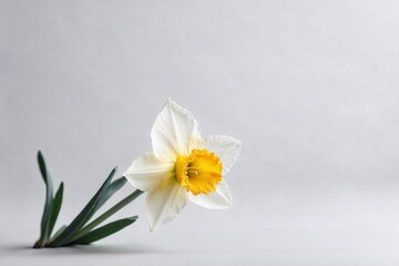 daffodil blooming flower on white backdrop with copy space