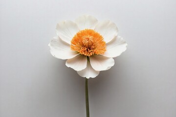 Camellia flower on white backdrop with copy space