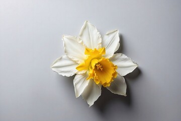 daffodil flower on white background with copy space
