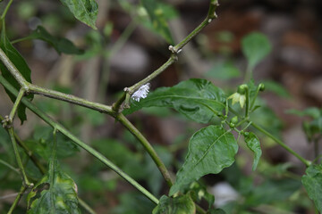 View of chili twigs with a Mealybug on a stem and a chili flower bud