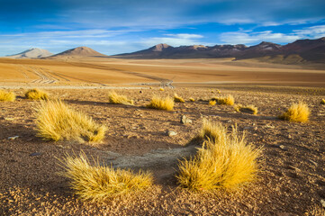 Golden tufts mmidst the Bolivian highlands